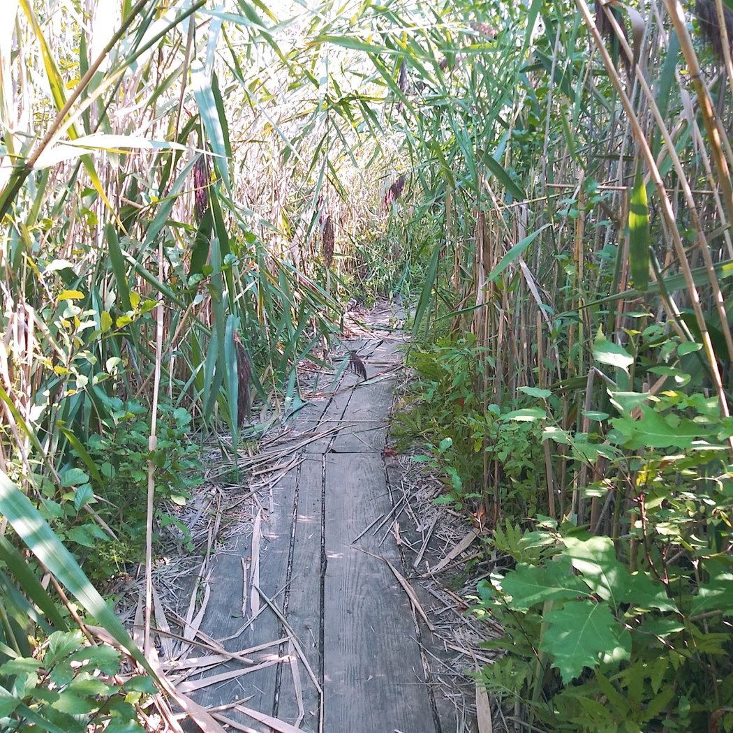 Burgess-Shadbush Nature Center 5